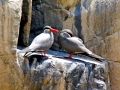 Inca Tern