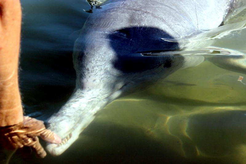 Indo-Pacific Humpback Dolphin