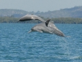 Indo-Pacific Humpback Dolphin