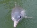 Indo-Pacific Humpback Dolphin