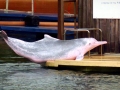 Indo-Pacific Humpback Dolphin