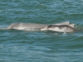 Indo-Pacific Humpback Dolphin