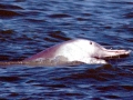 Indo-Pacific Humpback Dolphin