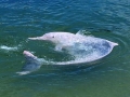 Indo-Pacific Humpback Dolphin
