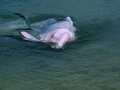 Indo-Pacific Humpback Dolphin