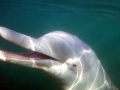 Indo-Pacific Humpback Dolphin