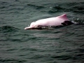 Indo-Pacific Humpback Dolphin