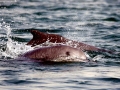 Indo-Pacific Humpback Dolphin