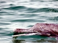 Indo-Pacific Humpback Dolphin