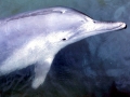 Indo-Pacific Humpback Dolphin