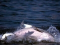 Indo-Pacific Humpback Dolphin