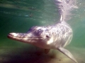 Indo-Pacific Humpback Dolphin