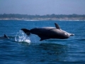 Indo-Pacific Humpback Dolphin