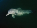 Indo-Pacific Humpback Dolphin