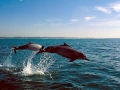 Indo-Pacific Humpback Dolphin