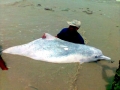 Indo-Pacific Humpback Dolphin
