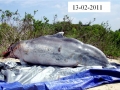 Indo-Pacific Humpback Dolphin