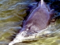 Indo-Pacific Humpback Dolphin
