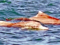 Indo-Pacific Humpback Dolphin