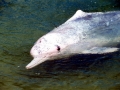 Indo-Pacific Humpback Dolphin