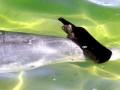 Indo-Pacific Humpback Dolphin