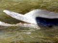 Indo-Pacific Humpback Dolphin