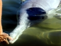 Indo-Pacific Humpback Dolphin
