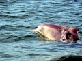 Indo-Pacific Humpback Dolphin