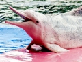 Indo-Pacific Humpback Dolphin