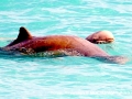 Indo-Pacific Humpback Dolphin