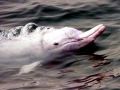 Indo-Pacific Humpback Dolphin