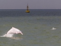 Indo-Pacific Humpback Dolphin