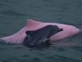 Indo-Pacific Humpback Dolphin