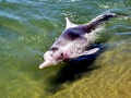 Indo-Pacific Humpback Dolphin