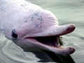 Indo-Pacific Humpback Dolphin
