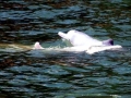 Indo-Pacific Humpback Dolphin