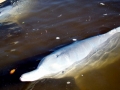 Indo-Pacific Humpback Dolphin