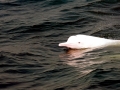 Indo-Pacific Humpback Dolphin
