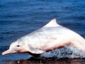 Indo-Pacific Humpback Dolphin