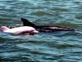 Indo-Pacific Humpback Dolphin