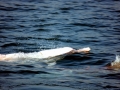 Indo-Pacific Humpback Dolphin