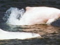Indo-Pacific Humpback Dolphin
