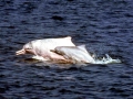 Indo-Pacific Humpback Dolphin