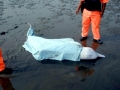 Indo-Pacific Humpback Dolphin