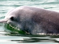 Indo-Pacific Humpback Dolphin