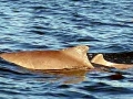 Indo-Pacific Humpback Dolphin