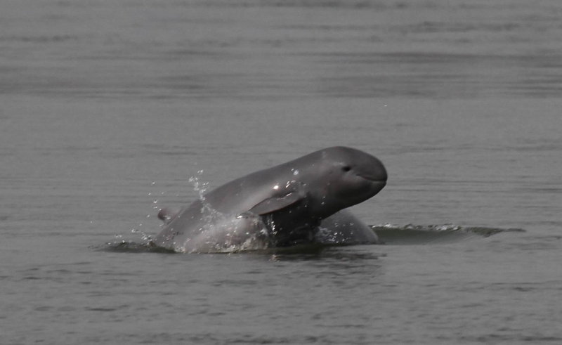 Irrawaddy Dolphin