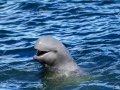 Irrawaddy Dolphin