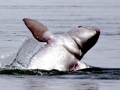 Irrawaddy Dolphin