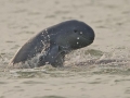 Irrawaddy Dolphin